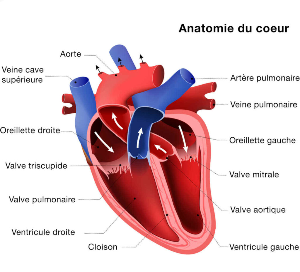 Qu est ce Que L insuffisance Cardiaque BWGHF Qu est ce Que L insuffisance Cardiaque BWGHF